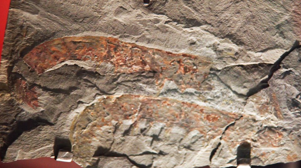 Fosil Anomalocaris canadensis pada slab batu dalam koleksi museum.