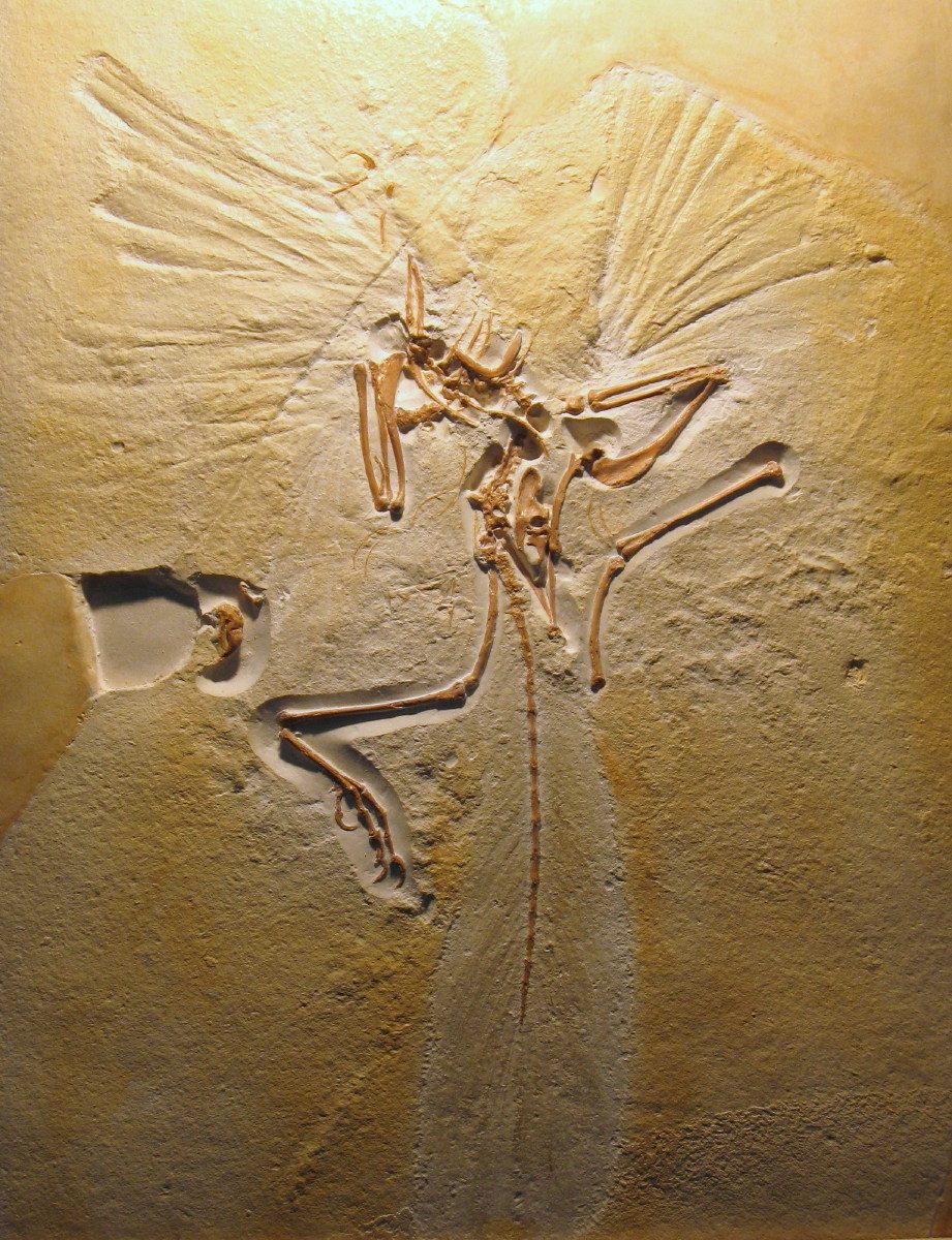 Cetakan lempeng Archaeopteryx dengan rangka dan jejak bulu pada batu.