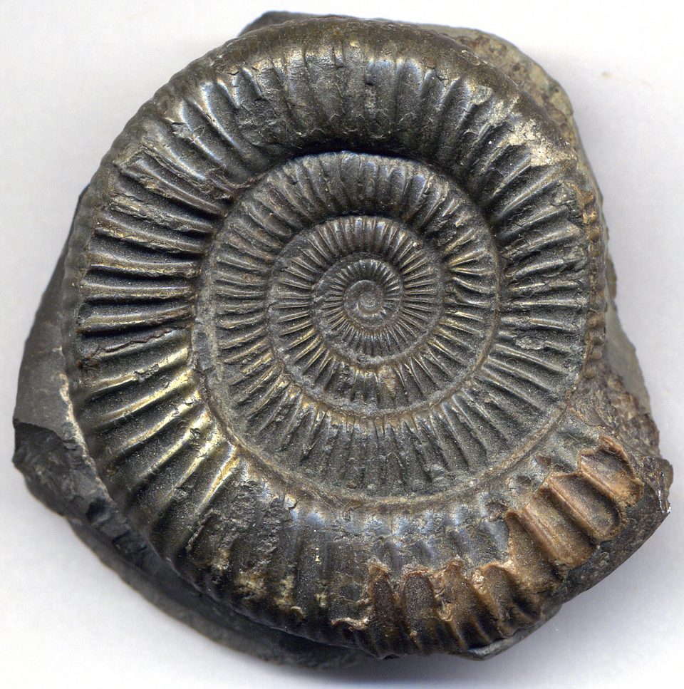 Fosil cangkang Dactylioceras commune berbentuk spiral dengan rusuk berulang.