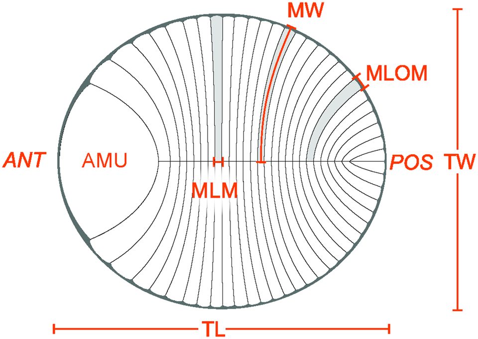 Diagram ilmiah Dickinsonia costata dengan bentuk oval, garis tengah dan modul berulang.