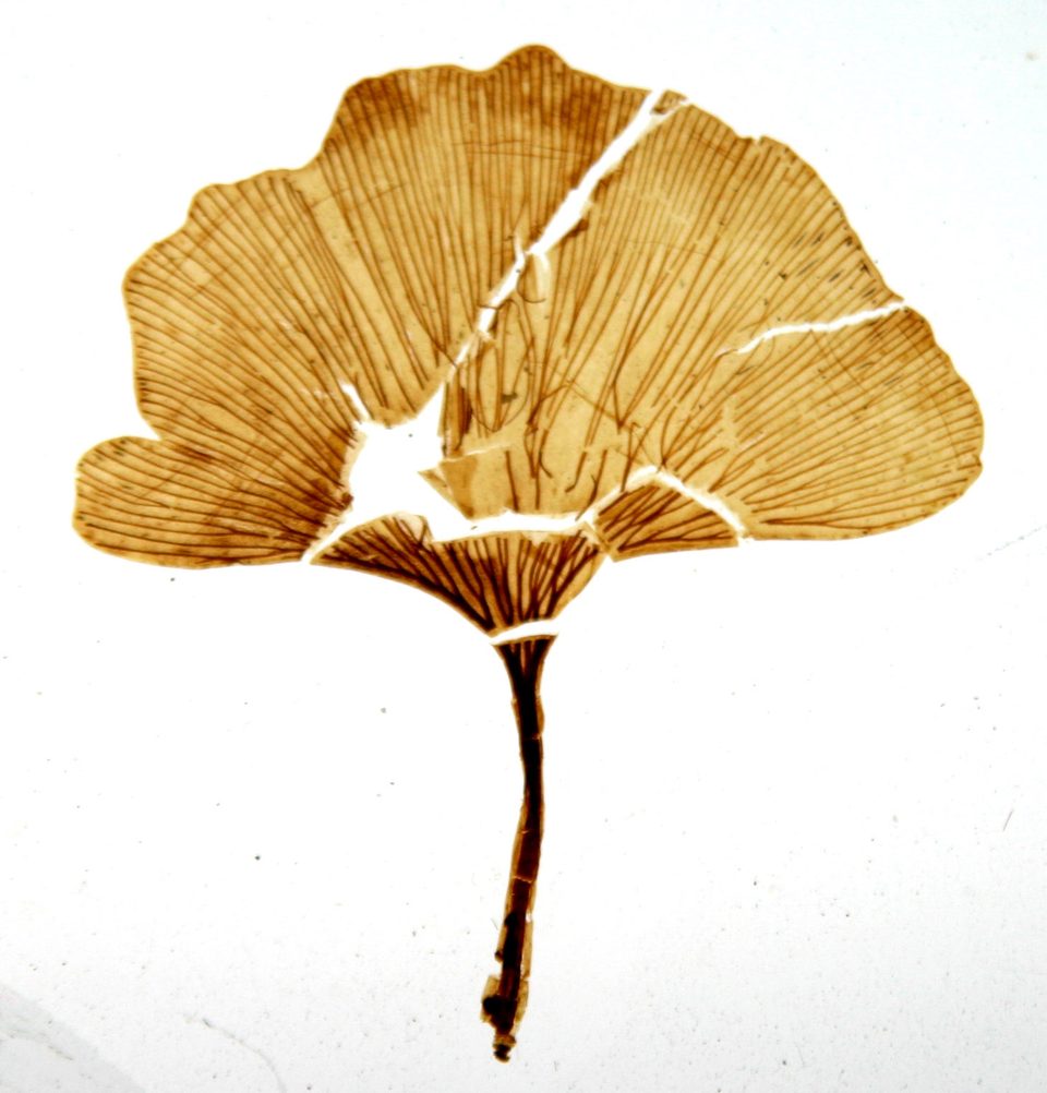 Daun fosil Ginkgo adiantoides berbentuk kipas dalam preparat kaca.