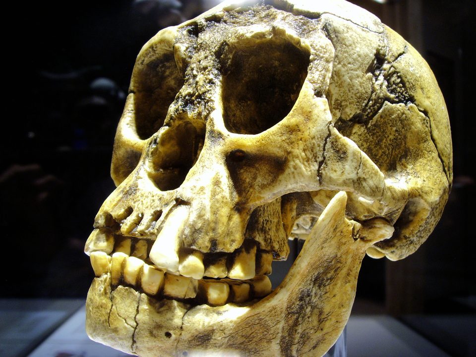 Replika tengkorak Homo floresiensis di Senckenberg Museum.
