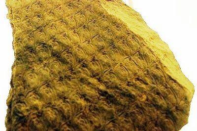 Fragmen batang fosil Lepidodendron dengan pola bekas daun di permukaan.