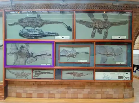 Dokumentasi PV OR 22656 dengan identifikasi pada sumber Plesiosaurus dolichodeirus. Isi dan label gambar dipertahankan.