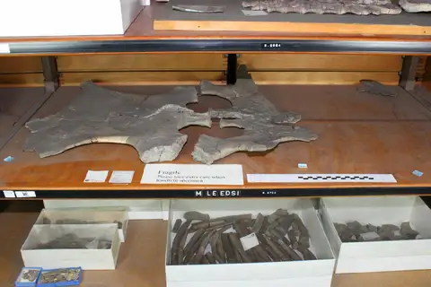 Dokumentasi PV R 3704 dengan identifikasi pada sumber Muraenosaurus leedsii. Isi dan label gambar dipertahankan.