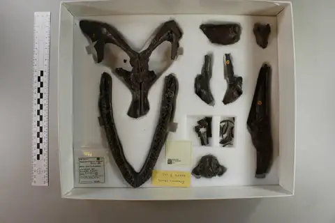 Dokumentasi PV R 8431 dengan identifikasi pada sumber Kimmerosaurus langhami. Isi dan label gambar dipertahankan.