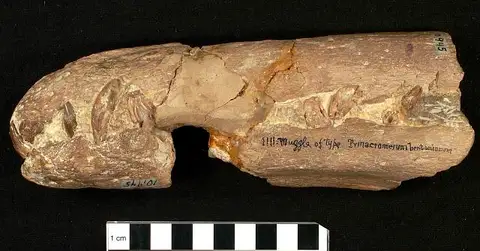 Dokumentasi USNM V10945 dengan identifikasi pada sumber Trinacromerum bentonianum. Isi dan label gambar dipertahankan.