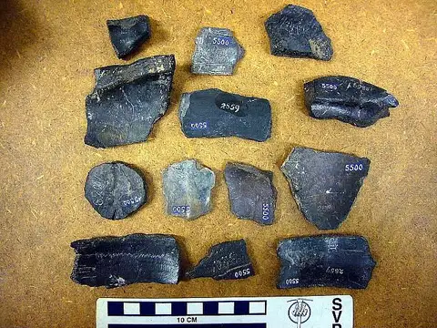 Dokumentasi USNM V5500 dengan identifikasi pada sumber Terrapene canaliculata. Isi dan label gambar dipertahankan.