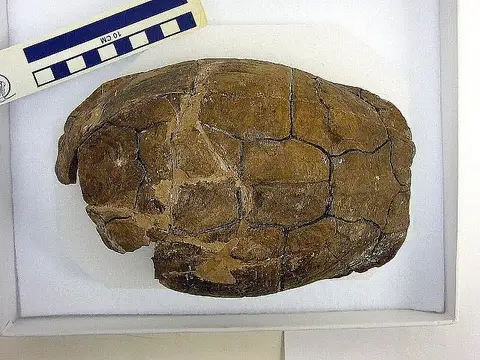 Dokumentasi USNM V11181 dengan identifikasi pada sumber Terrapene singletoni. Isi dan label gambar dipertahankan.