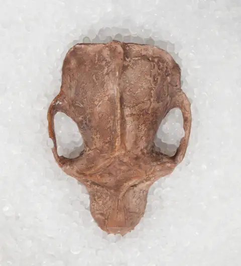 Dokumentasi YPM VP 023975 dengan identifikasi pada sumber Aegyptopithecus zeuxis. Isi dan label gambar dipertahankan.