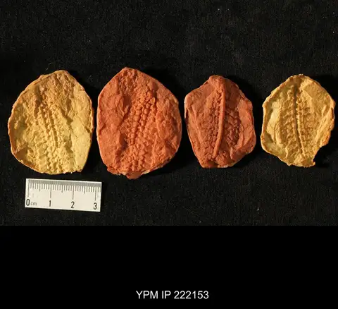 Dokumentasi YPM IP 222153 dengan identifikasi pada sumber Eophiura bohemica. Isi dan label gambar dipertahankan.