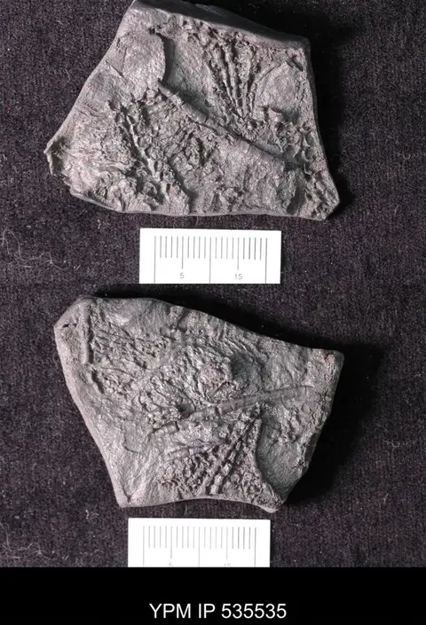 Dokumentasi YPM IP 535535 dengan identifikasi pada sumber Archegonaster pentagonus. Isi dan label gambar dipertahankan.