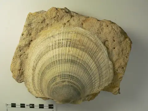 Dokumentasi P 300064 dengan identifikasi pada sumber Serripecten yahliensis. Isi dan label gambar dipertahankan.