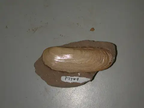 Dokumentasi P 7749 dengan identifikasi pada sumber Zenatiopsis angustata. Isi dan label gambar dipertahankan.