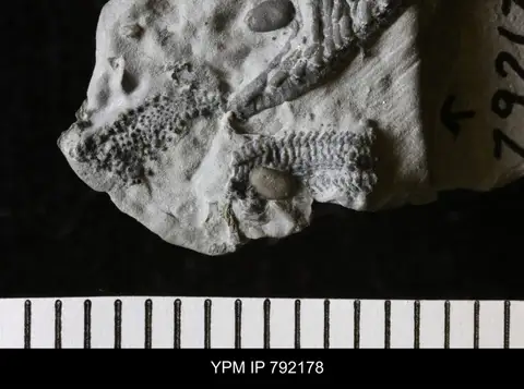 Dokumentasi YPM IP 792178 dengan identifikasi pada sumber Antiquaster magrumi. Isi dan label gambar dipertahankan.
