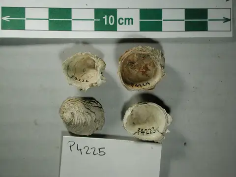 Dokumentasi P 4225 dengan identifikasi pada sumber Chama lamellifera. Isi dan label gambar dipertahankan.
