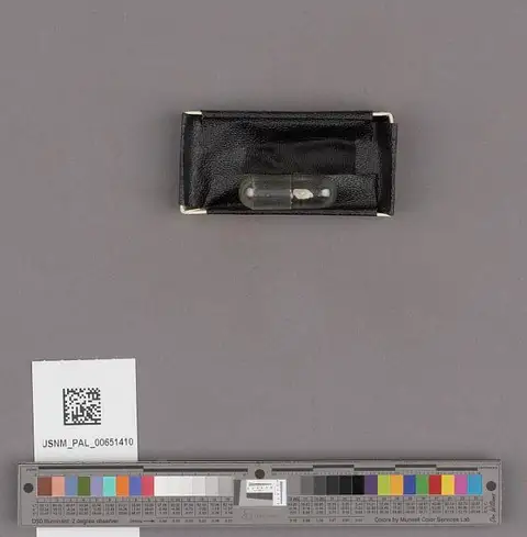 Dokumentasi USNM PAL651410 dengan identifikasi pada sumber Tellina buttoni. Isi dan label gambar dipertahankan.