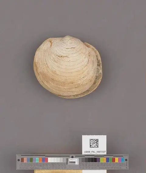 Dokumentasi USNM PAL673327 dengan identifikasi pada sumber Lucinoma annulata. Isi dan label gambar dipertahankan.