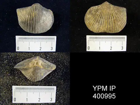 Dokumentasi YPM IP 400995 dengan identifikasi pada sumber Hebertella occidentalis. Isi dan label gambar dipertahankan.