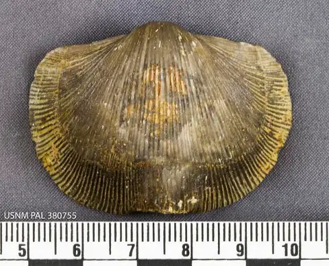 Dokumentasi USNM PAL380755 dengan identifikasi pada sumber Hebertella sinuata. Isi dan label gambar dipertahankan.