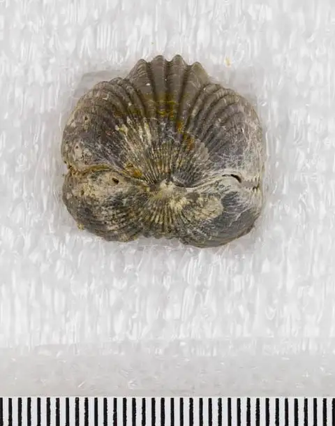 Dokumentasi USNM PAL617440 dengan identifikasi pada sumber Lepidocyclus cooperi. Isi dan label gambar dipertahankan.