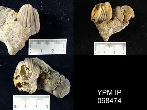 Dokumentasi YPM IP 068474 dengan identifikasi pada sumber Lepidocyclus manniensis. Isi dan label gambar dipertahankan.