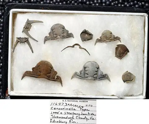 Dokumentasi USNM PAL116473 dengan identifikasi pada sumber Ceraurinella typa. Isi dan label gambar dipertahankan.