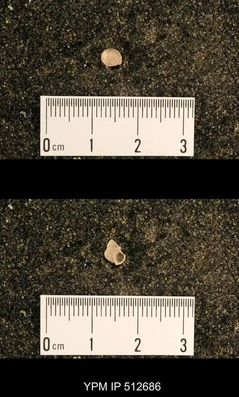 Dokumentasi YPM IP 512686 dengan identifikasi pada sumber Glabrocingulum atomarium. Isi dan label gambar dipertahankan.