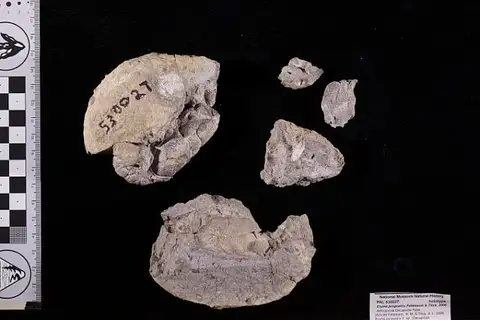 Dokumentasi USNM PAL530027 dengan identifikasi pada sumber Eryma jungostrix. Isi dan label gambar dipertahankan.