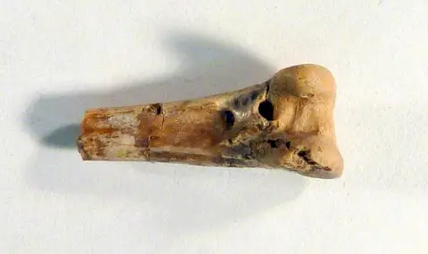 Dokumentasi USNM V12042 dengan identifikasi pada sumber Palaeorallus troxelli. Isi dan label gambar dipertahankan.