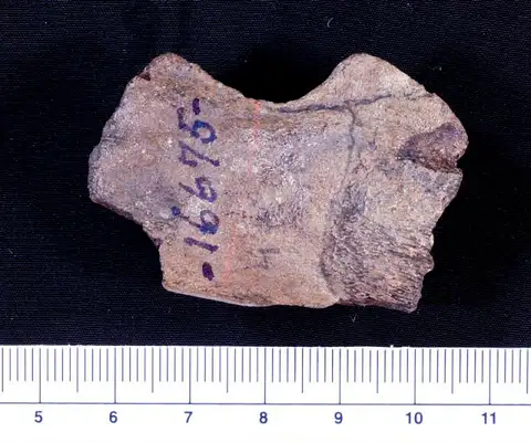 Dokumentasi USNM V16675 dengan identifikasi pada sumber Macrochelys floridana. Isi dan label gambar dipertahankan.