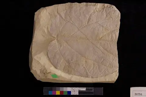 Dokumentasi USNM P39756 dengan identifikasi pada sumber Ficus mississippiensis. Isi dan label gambar dipertahankan.
