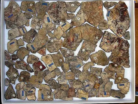 Dokumentasi USNM V2576 dengan identifikasi pada sumber Echmatemys lativertebralis. Isi dan label gambar dipertahankan.