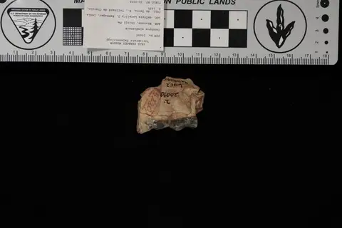 Dokumentasi YPM VP 020090 dengan identifikasi pada sumber Conohyus sindiensis. Isi dan label gambar dipertahankan.