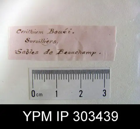 Dokumentasi YPM IP 303439 dengan identifikasi pada sumber Granulolabium plicatum. Isi dan label gambar dipertahankan.