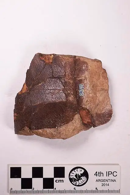 Dokumentasi USNM V8348 dengan identifikasi pada sumber Adocus lineolatus. Isi dan label gambar dipertahankan.
