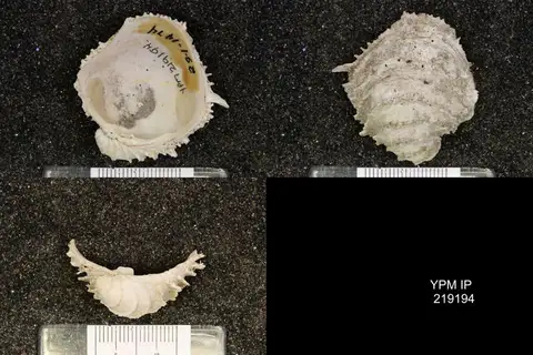 Dokumentasi YPM IP 219194 dengan identifikasi pada sumber Codakia punctata. Isi dan label gambar dipertahankan.