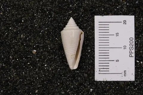 Dokumentasi YPM IP 559798 dengan identifikasi pada sumber Conus jaspideus. Isi dan label gambar dipertahankan.