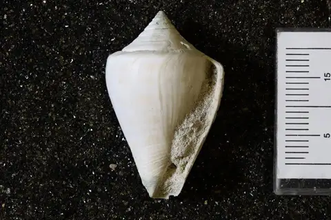 Dokumentasi YPM IP 583583 dengan identifikasi pada sumber Conus spurius. Isi dan label gambar dipertahankan.