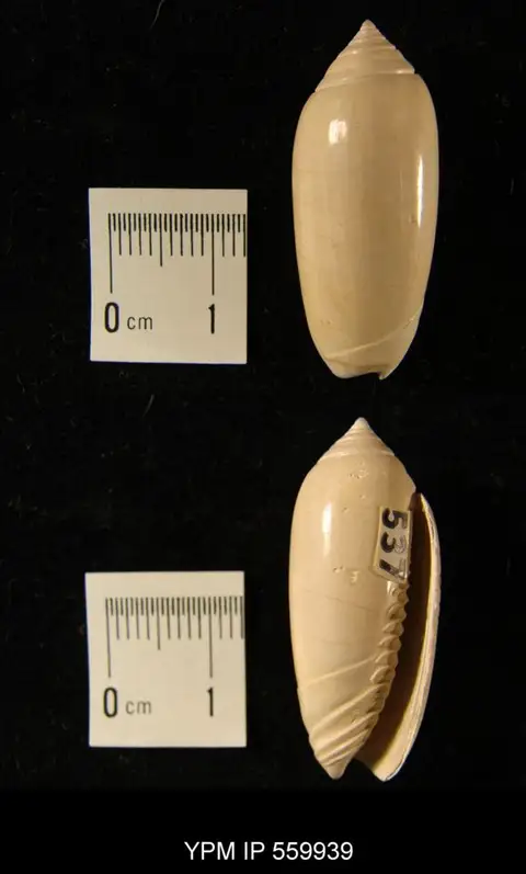 Dokumentasi YPM IP 559939 dengan identifikasi pada sumber Oliva reticularis. Isi dan label gambar dipertahankan.
