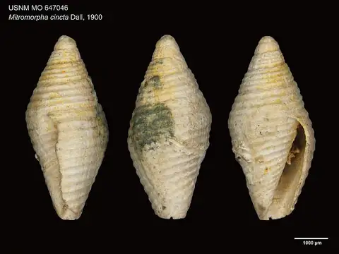 Dokumentasi USNM MO647046 dengan identifikasi pada sumber Mitromorpha cincta. Isi dan label gambar dipertahankan.