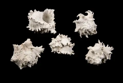 Dokumentasi YPM IP 029216 dengan identifikasi pada sumber Chicoreus (Phyllonotus) pomum. Isi dan label gambar dipertahankan.