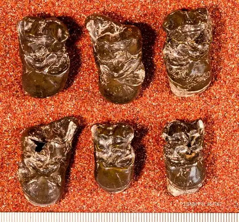 Dokumentasi USNM PAL364762 dengan identifikasi pada sumber Trogosus gazini. Isi dan label gambar dipertahankan.