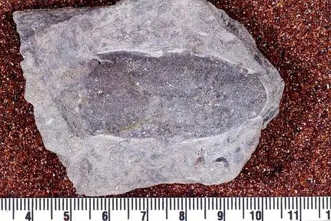 Dokumentasi USNM V13885 dengan identifikasi pada sumber Poraspis cylindrica. Isi dan label gambar dipertahankan.