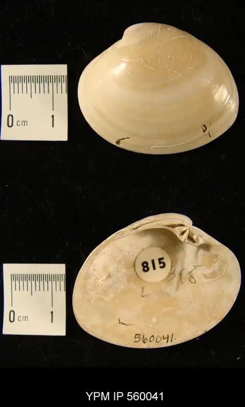 Dokumentasi YPM IP 560041 dengan identifikasi pada sumber Macrocallista maculata. Isi dan label gambar dipertahankan.