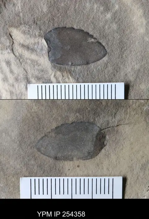 Dokumentasi YPM IP 254358 dengan identifikasi pada sumber Dolichopterus jewetti. Isi dan label gambar dipertahankan.