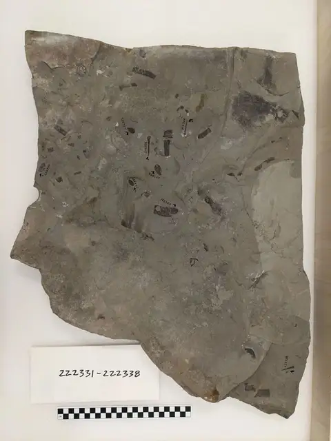 Dokumentasi YPM IP 222334 dengan identifikasi pada sumber Dolichopterus herkimerensis. Isi dan label gambar dipertahankan.