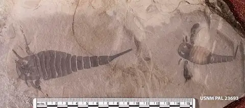 Dokumentasi USNM PAL23693 dengan identifikasi pada sumber Eurypterus remipes. Isi dan label gambar dipertahankan.