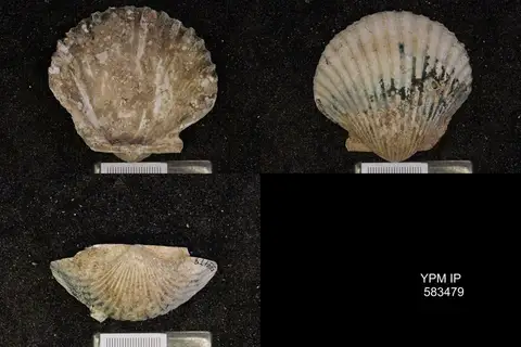 Dokumentasi YPM IP 583479 dengan identifikasi pada sumber Argopecten gibbus. Isi dan label gambar dipertahankan.