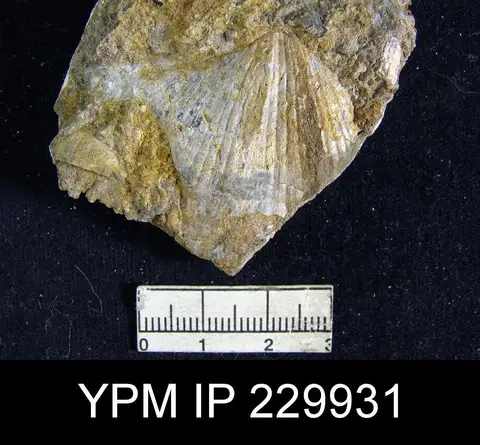 Dokumentasi YPM IP 229931 dengan identifikasi pada sumber Neospirifer goreii. Isi dan label gambar dipertahankan.